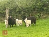3 HEBRIDEAN BM EWES & 4 TEXEL X LAMBS - BIDS PER LIFE