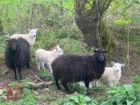3 HEBRIDEAN BM EWES & 4 TEXEL X LAMBS - BIDS PER LIFE - 3