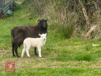 3 HEBRIDEAN BM EWES & 4 TEXEL X LAMBS - BIDS PER LIFE - 4