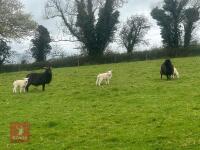 3 HEBRIDEAN BM EWES & 4 TEXEL X LAMBS - BIDS PER LIFE - 5
