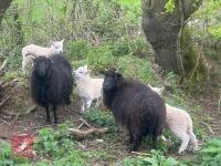 3 HEBRIDEAN BM EWES & 4 TEXEL X LAMBS - BIDS PER LIFE - 6