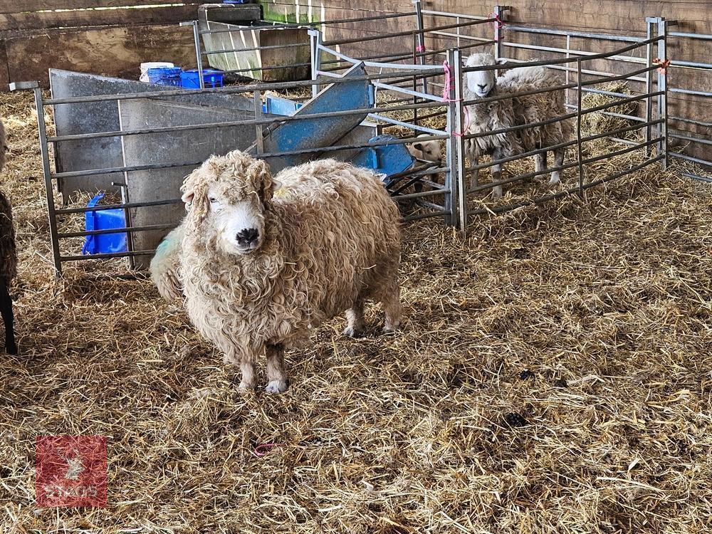 PUREBRED GREYFACE DARTMOOR 6T EWE