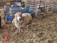 PUREBRED GREYFACE DARTMOOR 6T EWE