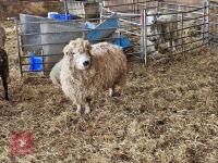 PUREBRED GREYFACE DARTMOOR 6T EWE - 2