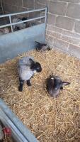 2 SUFFOLK X WETHERS & 1 RAM LAMB - BIDS PER LIFE