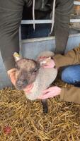 SUFFOLK X EWE LAMB