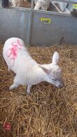 DORSET X MULE EWE LAMB