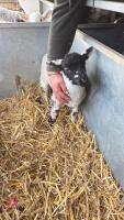 BEAULEAH X WETHER LAMB