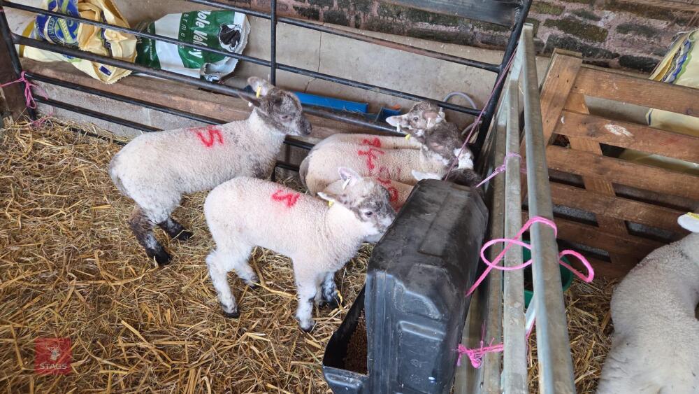 5 MULE X EWE LAMBS - BIDS PER LIFE