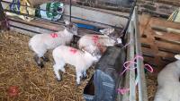 5 MULE X EWE LAMBS - BIDS PER LIFE