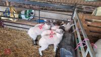 5 MULE X EWE LAMBS - BIDS PER LIFE - 2