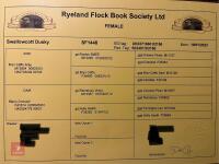 3YO PEDIGREE COLOURED RYELAND EWE - 4