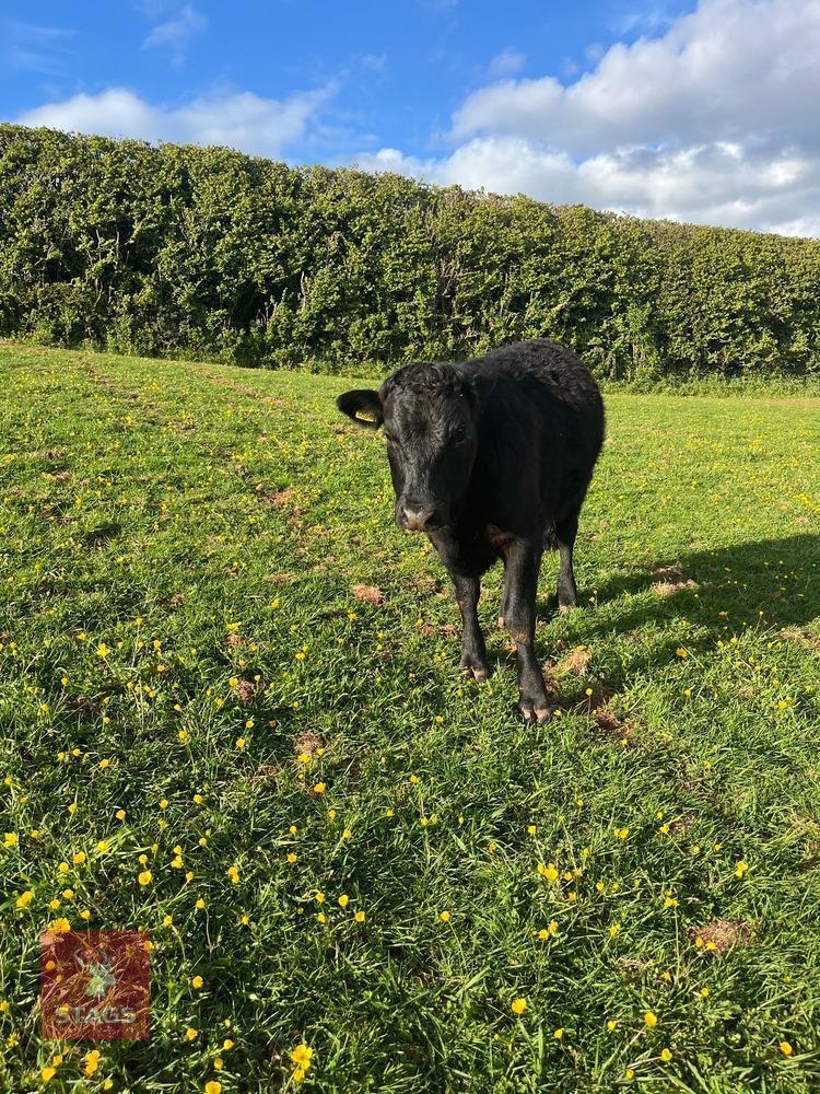 1YO DEXTER X STEER