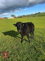 1YO DEXTER X STEER - 2