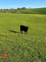 1YO DEXTER X STEER - 3