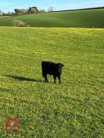 1YO DEXTER X STEER - 6