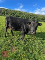 4YO DEXTER COW - 2