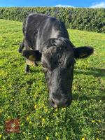 4YO DEXTER COW - 3