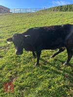 4YO DEXTER COW - 4