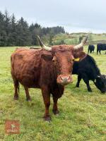 2 PEDIGREE DEXTER COWS - BIDS PER LIFE - 4