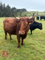 2 PEDIGREE DEXTER COWS - BIDS PER LIFE - 3