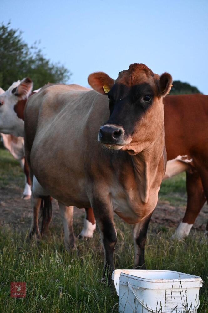 3YO JERSEY HEIFER