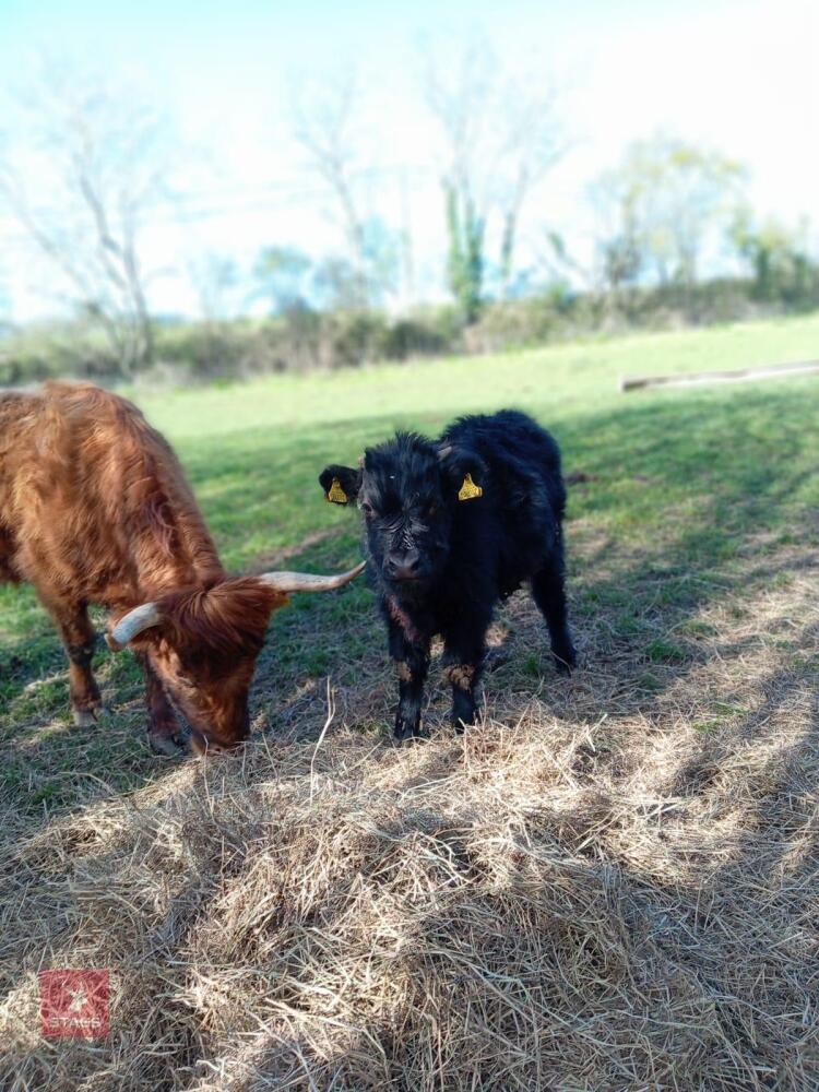 3 X 4YO DEXTER X COWS & CALVES - BIDS FOR THE GROUP