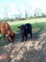3 X 4YO DEXTER X COWS & CALVES - BIDS FOR THE GROUP