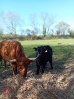 3 X 4YO DEXTER X COWS & CALVES - BIDS FOR THE GROUP - 2