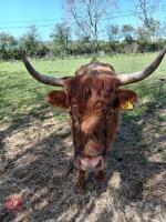 3 X 4YO DEXTER X COWS & CALVES - BIDS FOR THE GROUP - 3