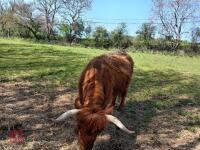 3 X 4YO DEXTER X COWS & CALVES - BIDS FOR THE GROUP - 4