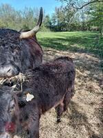3 X 4YO DEXTER X COWS & CALVES - BIDS FOR THE GROUP - 5