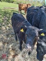 3 X 4YO DEXTER X COWS & CALVES - BIDS FOR THE GROUP - 6