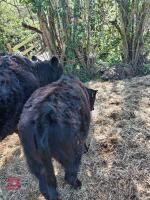 3 X 4YO DEXTER X COWS & CALVES - BIDS FOR THE GROUP - 9