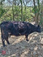 3 X 4YO DEXTER X COWS & CALVES - BIDS FOR THE GROUP - 10