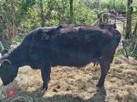 3 X 4YO DEXTER X COWS & CALVES - BIDS FOR THE GROUP - 11