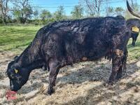 3 X 4YO DEXTER X COWS & CALVES - BIDS FOR THE GROUP - 12