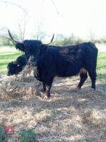 3 X 4YO DEXTER X COWS & CALVES - BIDS FOR THE GROUP - 13