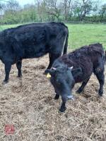 3 X 4YO DEXTER X COWS & CALVES - BIDS FOR THE GROUP - 16