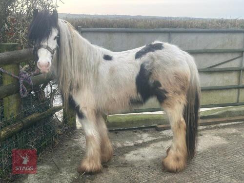 5YO GYPSY COB 11.2HH MARE