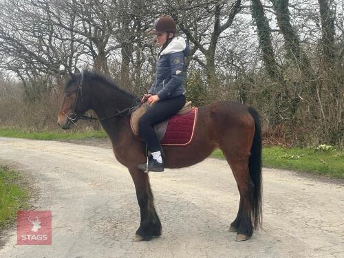 5YO HACKNEY X NEW FOREST 13.3HH MARE