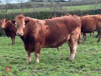 8YO PEDIGREE SOUTH DEVON BULL
