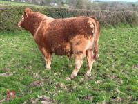 8YO PEDIGREE SOUTH DEVON BULL - 5