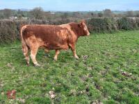8YO PEDIGREE SOUTH DEVON BULL - 7