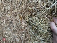 50 SQUARE BALES OF 2025 HAY - BIDS PER BALE - 5