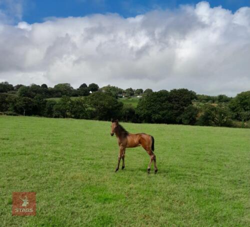 8MO THOROUGHBRED X COLT