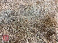 8 ROUND BALES OF JUNE 2025 HAY - BIDS PER BALE - 2