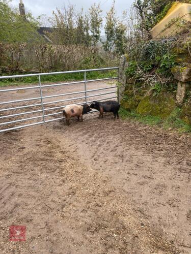 2 PUREBRED SADDLEBACK GILTS - BIDS PER LIFE