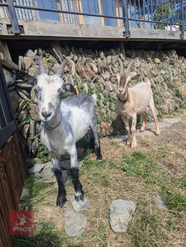 2 TOGGENBURG X WETHER GOATS - BIDS PER LIFE