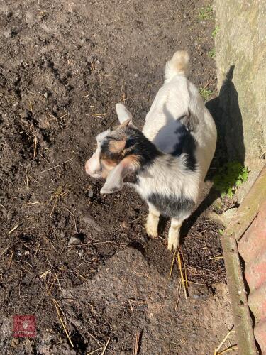 3MO PYGMY BILLY KID